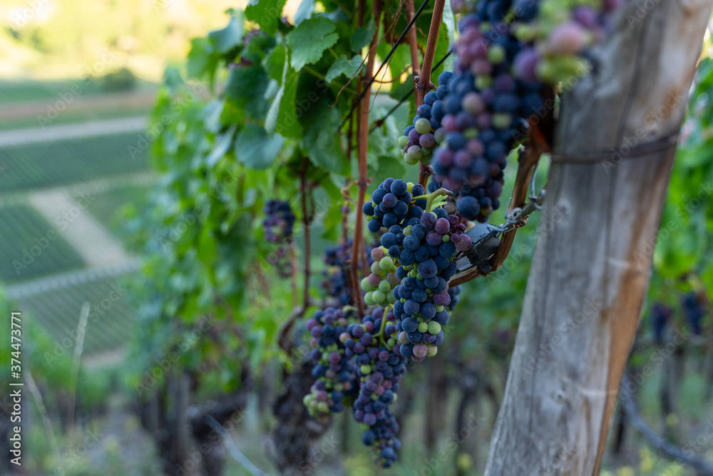 Grapes on the vineyards along the Red Wine Trail in the Ahr Valley, Germany