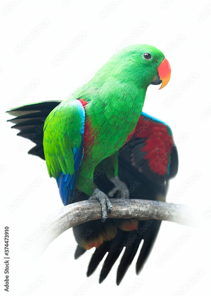 green parrot lorikeet isolated on white background