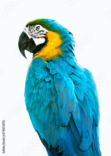 blue and yellow parrot macaw ara ararauna isolated on white background