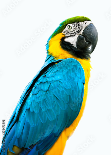 blue and yellow parrot macaw ara ararauna isolated on white background
