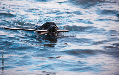 The dog holds a stick in its mouth and swims in the water. Labrador brown.