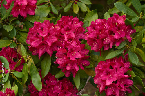 	
Rhododendron Blüten im Frühjahr	
