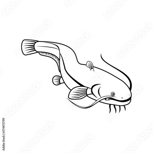 Sheatfish or Wels Catfish Swimming Down Retro Black and White