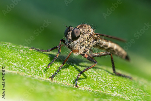 Large robber fly macro sitting on a green leaf seen from low angle