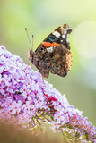 Red Admiral butterfly, Vanessa atalanta, feeding nectar from a purple butterfly-bush in garden.