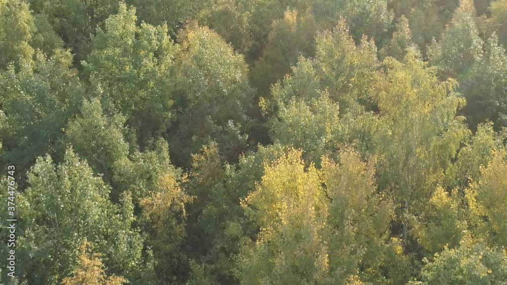 Aerial flying back over sunny autumn forest Aerial flying back over sunny autumn forest