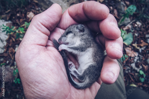 Foto small wounded dormouse in the hand of a man