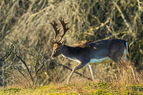 Fototapeta Naklejka Na Ścianę i Meble -  Fallow deer stag Dama Dama with big antlers