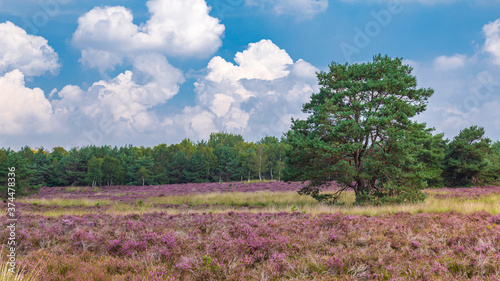 Tree between purple blooming heather in Nature park Veluwe, Ede municipality, Gelderland in the Netherlands