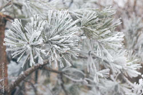 Ice-covered grass on a snow-covered field. Plants in frost, nature background. Winter landscape, scene