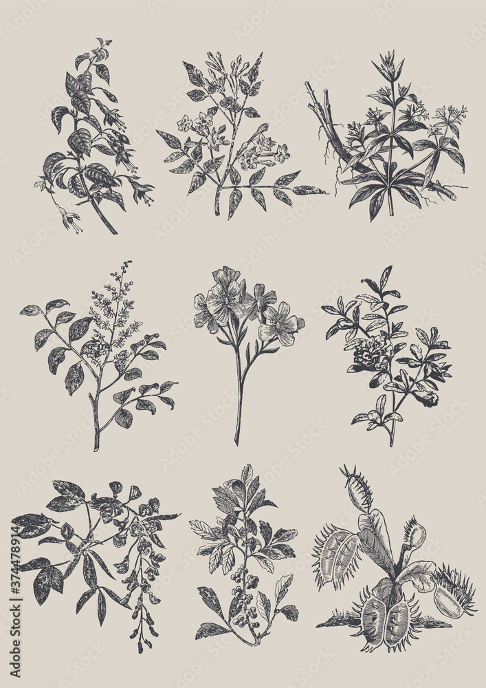 Plakat Ancient Engraving Style Hand Drawn Flowers