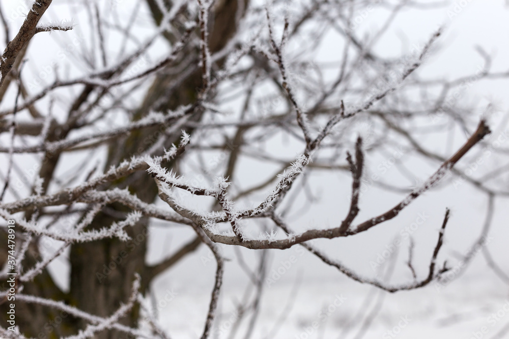 Ice-covered grass on a snow-covered field. Plants in frost, nature background. Winter landscape, scene Ice-covered grass on a snow-covered field. Plants in frost, nature background. Winter landscape, scene