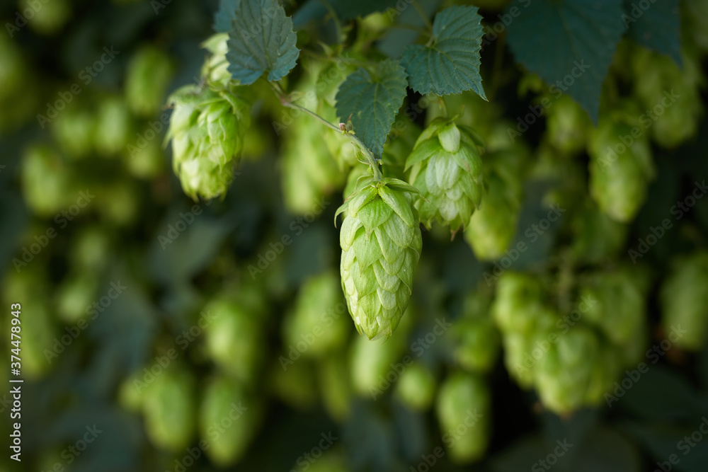 Hop cones in the hop field Hop cones in the hop field