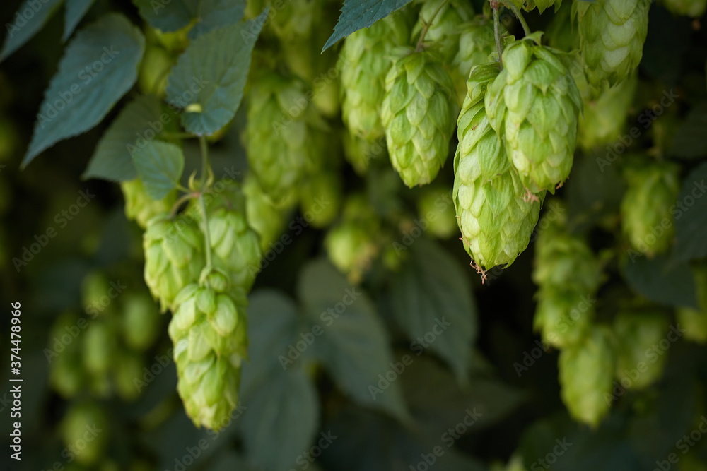 Hop cones in the hop field Hop cones in the hop field