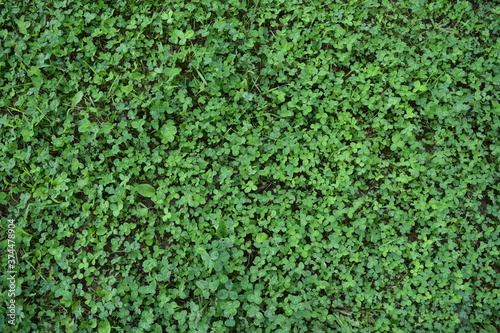 Background of the lawn. Grass. Clover © Natalia