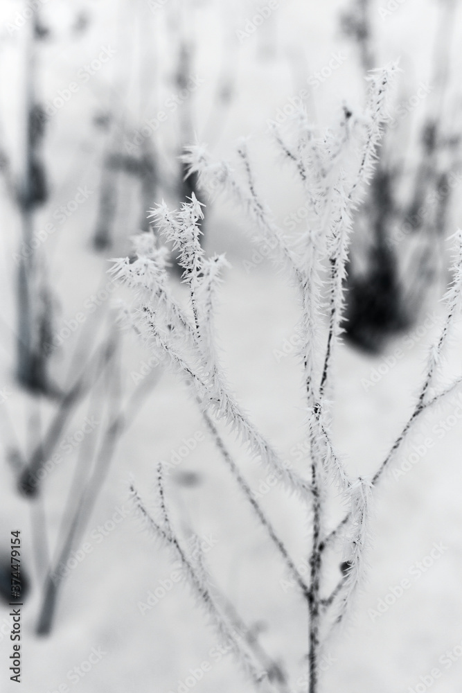 Ice-covered grass on a snow-covered field. Plants in frost, nature background. Winter landscape, scene Ice-covered grass on a snow-covered field. Plants in frost, nature background. Winter landscape, scene