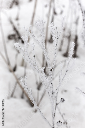 Ice-covered grass on a snow-covered field. Plants in frost, nature background. Winter landscape, scene © Elena