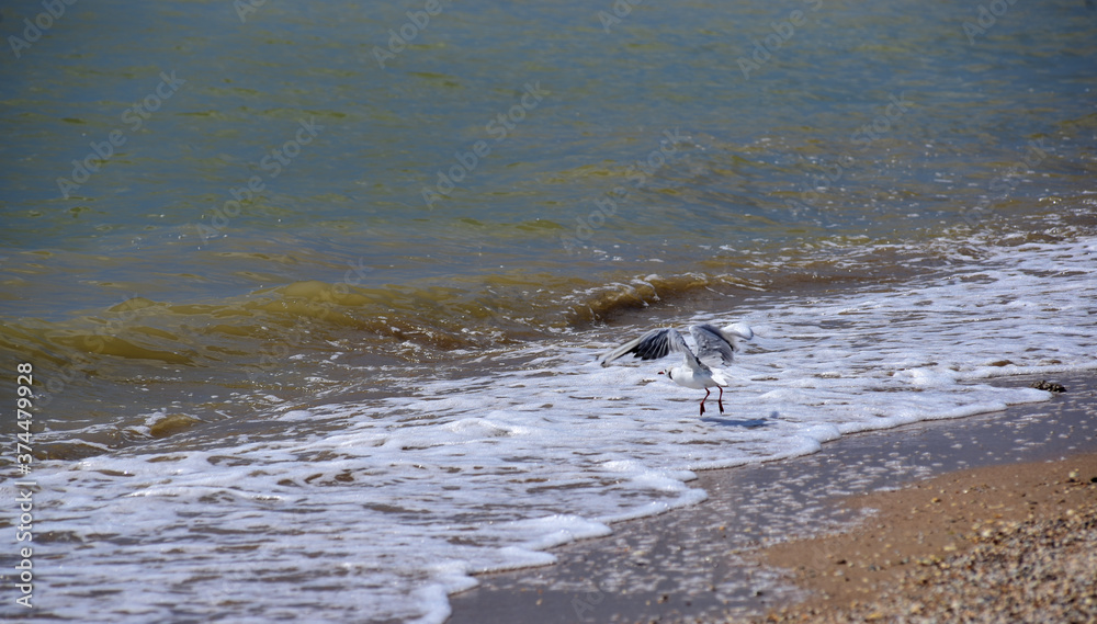 Seagull takes off on the beach