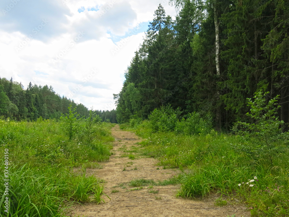 cozy forest road made of old logs in summer in Sunny weather cozy forest road made of old logs in summer in Sunny weather