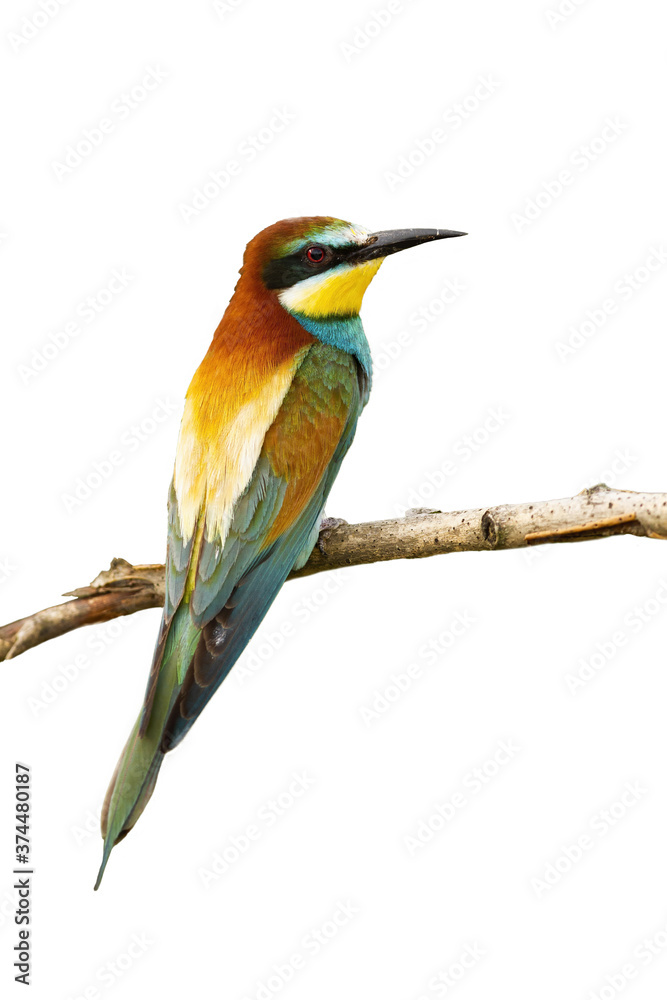Naklejka European bee-eater, merops apiaster, sitting on a twig isolated on white background. Wild colorful bird perched on branch from rear view cut out on blank.