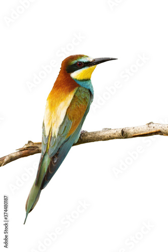 European bee-eater, merops apiaster, sitting on a twig isolated on white background. Wild colorful bird perched on branch from rear view cut out on blank.