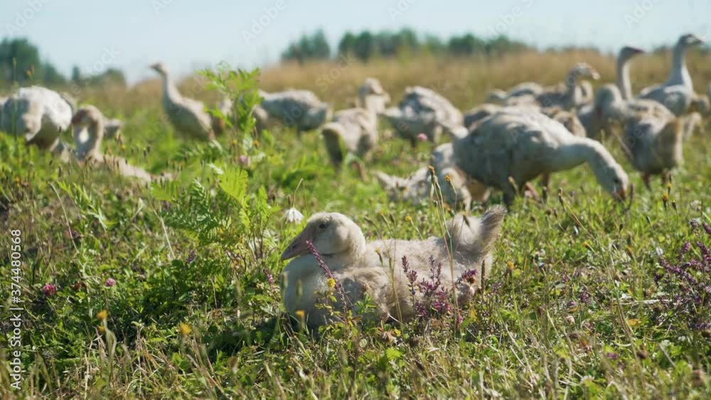 Group of cute young white domestic geese walking happily in sunny golden summer countryside landscape. High gain effect. 4K resolution Group of cute young white domestic geese walking happily in sunny golden summer countryside landscape. High gain effect. 4K resolution
