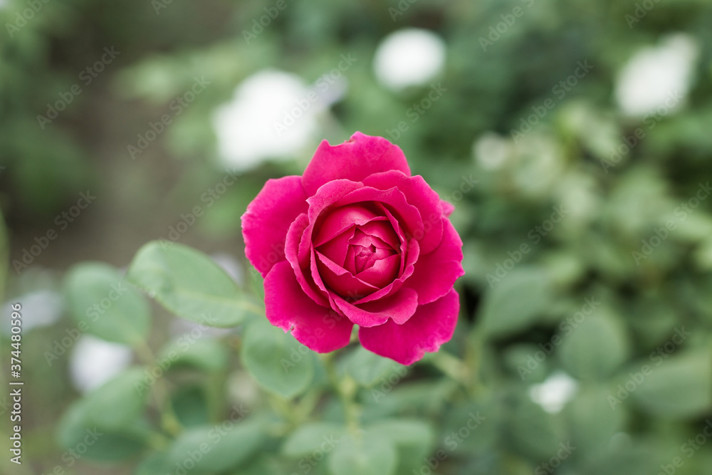 Beautiful red roses in the garden on blurred background. Selective soft focus. As floral background for your art project Beautiful red roses in the garden on blurred background. Selective soft focus. As floral background for your art project