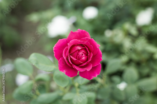 Beautiful red roses in the garden on blurred background. Selective soft focus. As floral background for your art project