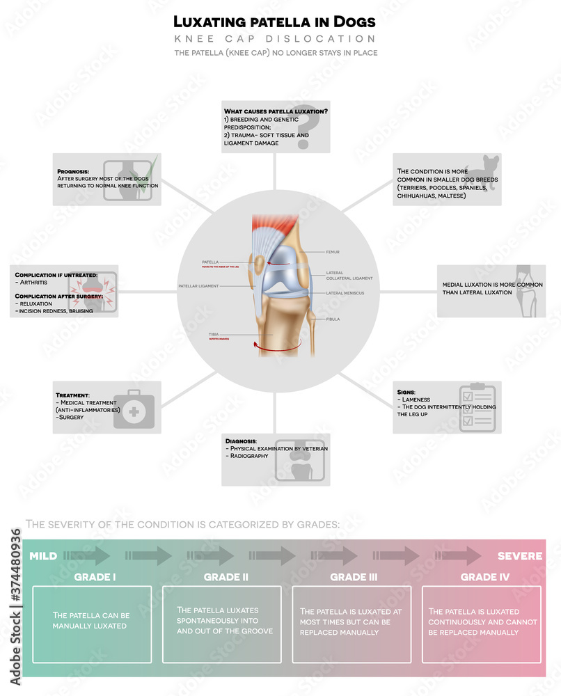 Luxating patella in dogs, kneecap moves out of its normal location