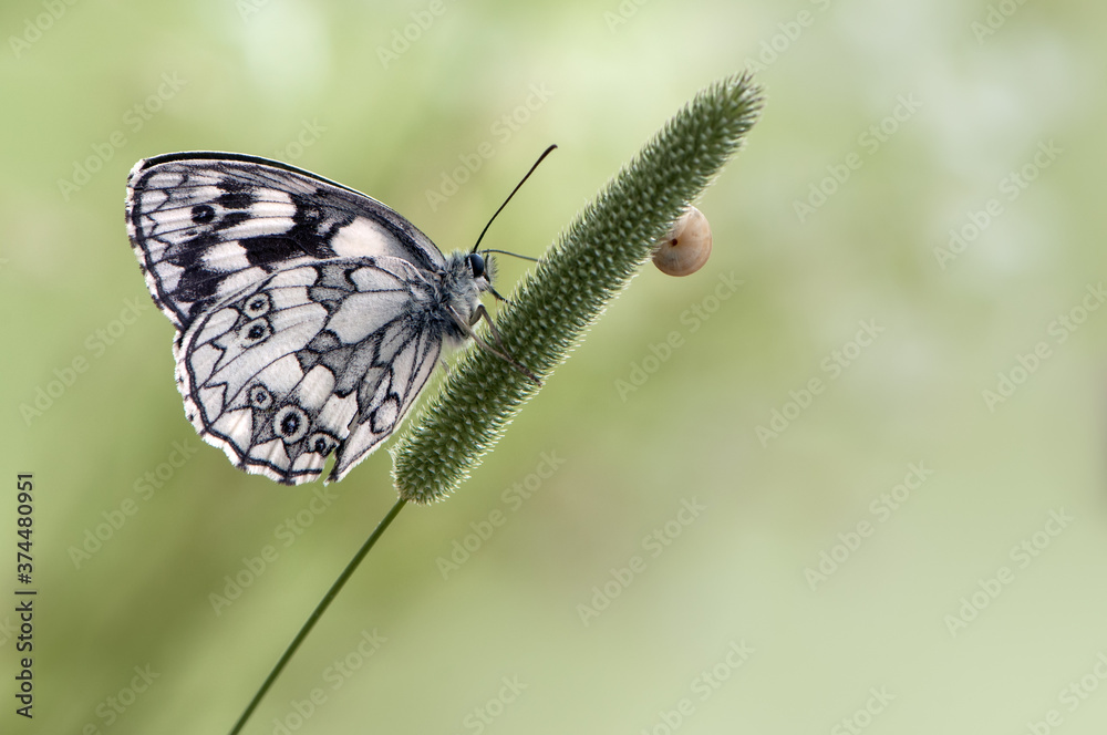 Obraz premium Butterfly Melanargy Galatea sits on a summer day in the grass in a forest glade