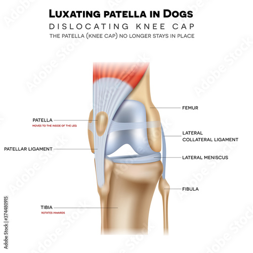 Luxating patella in dogs