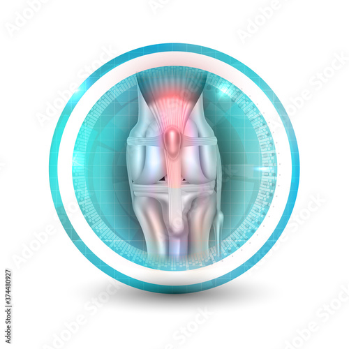 Anatomy of the canine  dog s  knee joint colorful symbol  icon design  healthy joint round icon on a white background.