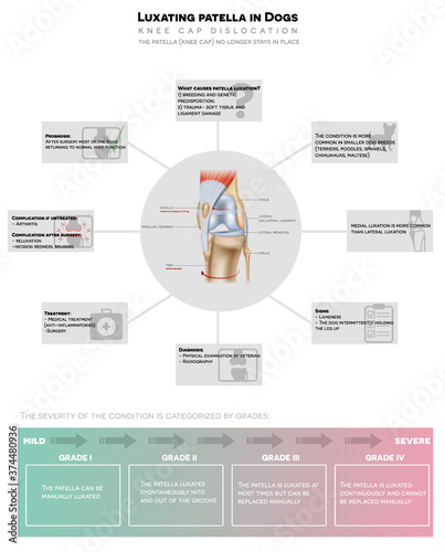 Luxating patella in dogs, kneecap moves out of its normal location, detailed info graphic poster