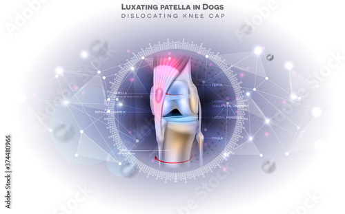 Dog knee problems abstract background, luxating patella in dogs. Beautiful scientific background and healing concept.