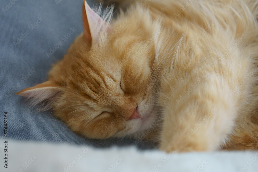 Obraz premium ソファで寝る猫（マンチカン）