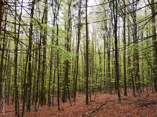 mysterious long thin trees in the woods