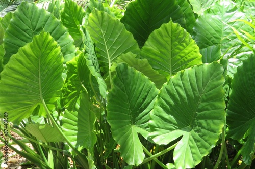 Green alocasia leaves background in Florida zoological garden photo