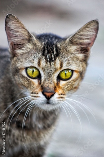 portrait of a cat © Anto