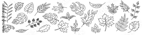 Set of Leaves in thin line style. Outline leaves