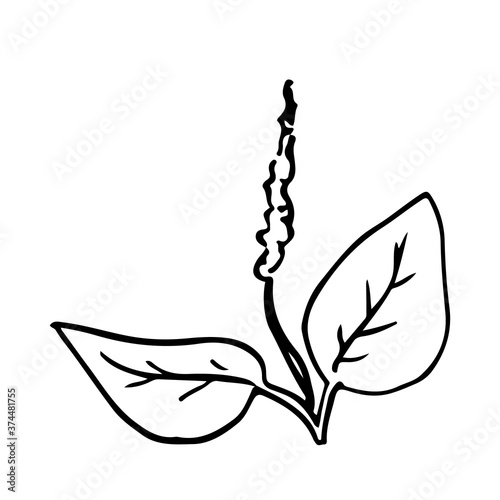 Small bush of grass hand drawn doodle. Sketch plantain leaves and flower. Black outline plant for postcard poster design element. Stock vector illustration isolated on white background.