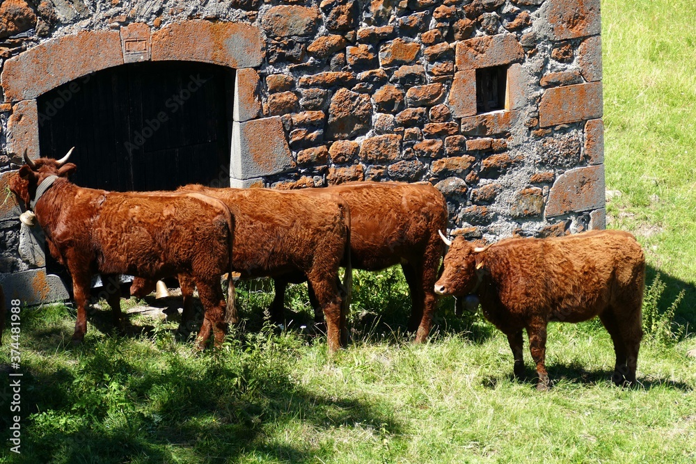 Obraz premium Troupeau de vaches de race Salers retournant à l’étable