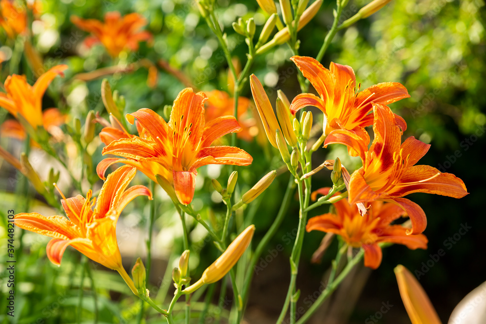 Blooming orange lilies under the sun rays on the flower bed in the garden. Blooming orange lilies under the sun rays on the flower bed in the garden.