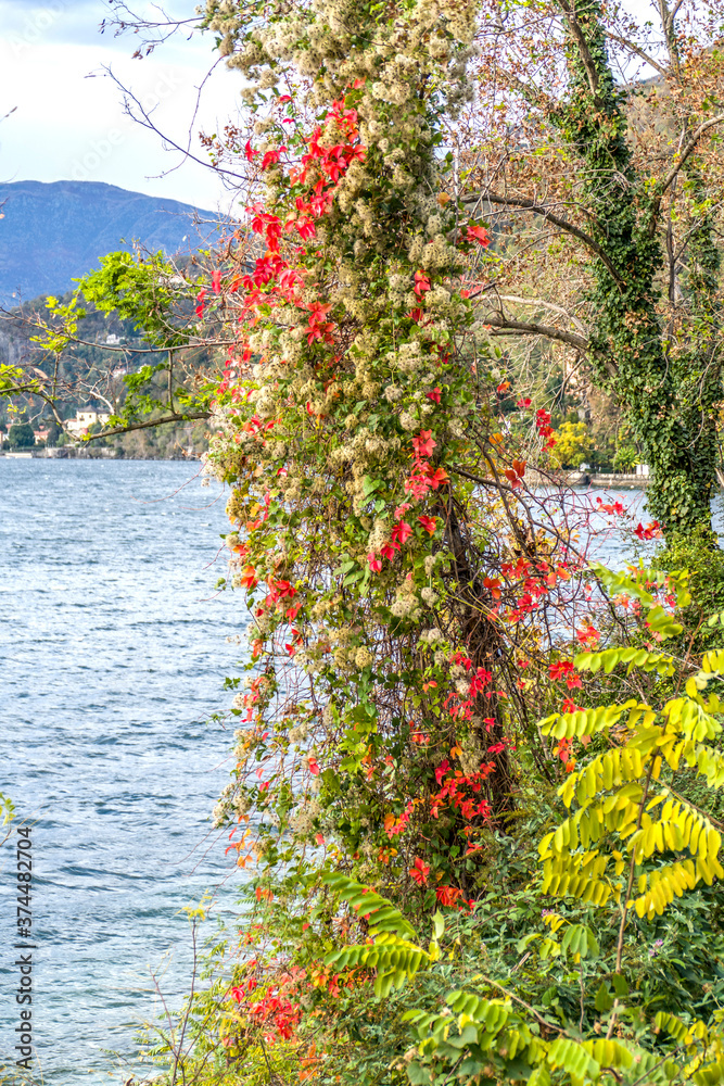 foliage with red colour near the Lake Maggiore