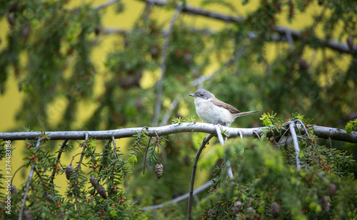 Wild lesser whitethroat or Sylvia curruca perching on a branch of a tree photo