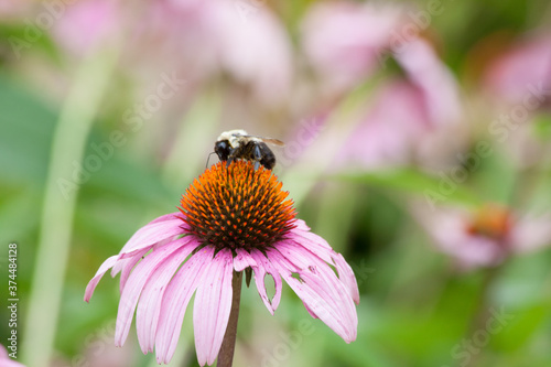 Echinacea with a bee