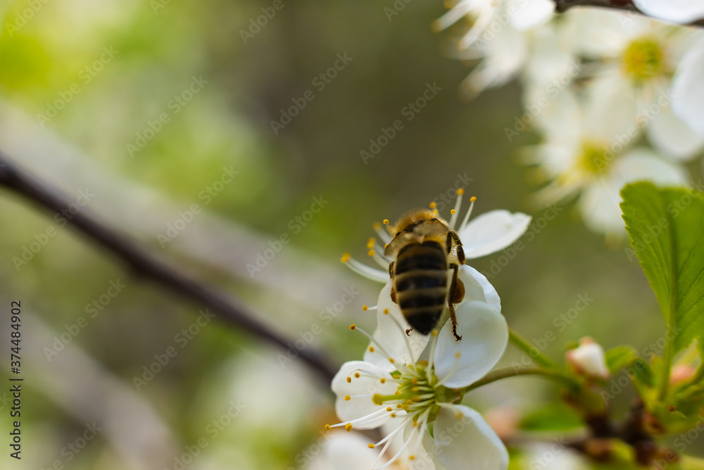the bee moves and collects nectar for honey from the white flower of the flowering sakura cherry the bee moves and collects nectar for honey from the white flower of the flowering sakura cherry