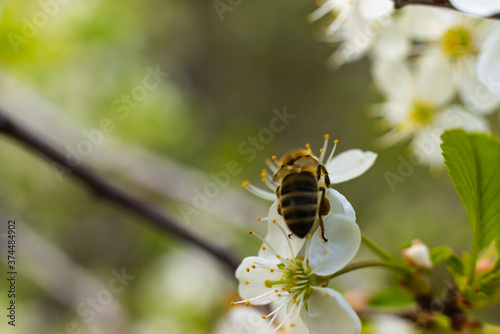 the bee moves and collects nectar for honey from the white flower of the flowering sakura cherry © Ильсур Нигматзянов