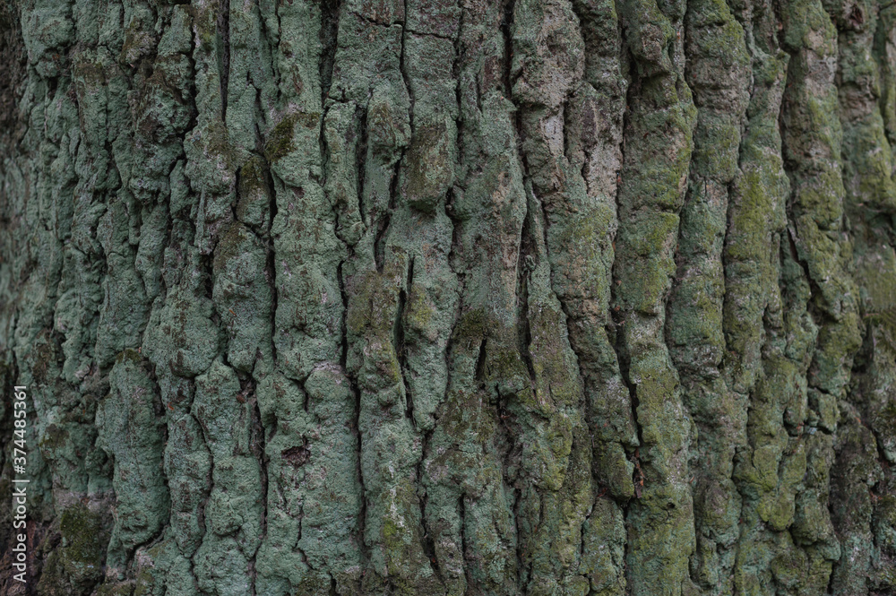 Tree bark texture. Background texture. The bark of the tree is covered with moss. Tree bark texture. Background texture. The bark of the tree is covered with moss.