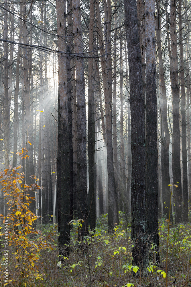 Obraz premium Sun rays breaking through trees in a pine forest. Autumn. Dawn.