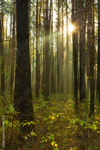 Sun rays breaking through trees in a pine forest. Autumn. Dawn. © Elena